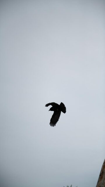 Cloudy Skies with a Free Bird