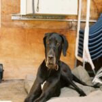 black-great-dane-on-cushion-mobile-wallpaper