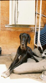 black-great-dane-on-cushion-mobile-wallpaper