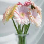 Soft Pastel Gerbera Daisies in Glass Vase