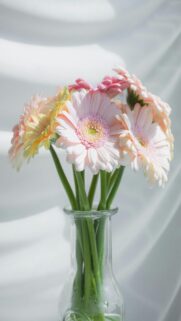 Soft Pastel Gerbera Daisies in Glass Vase