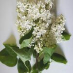 White Lilacs in Bloom Mobile Wallpaper
