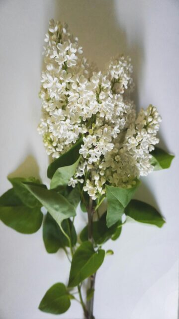 White Lilacs in Bloom Mobile Wallpaper