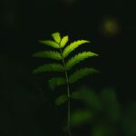 Vibrant Nature: Bright Green Leaf Illuminated in Dark Forest
