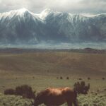 Winter Wonderland Horse Wallpaper