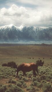 Winter Wonderland Horse Wallpaper