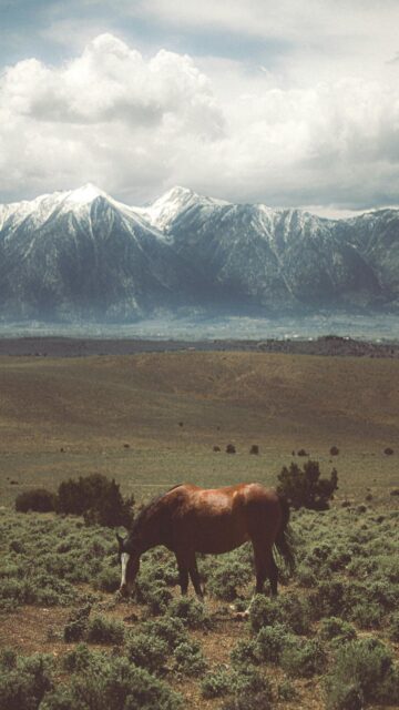 Winter Wonderland Horse Wallpaper