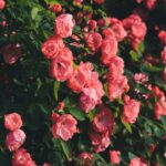 Pink Rose Bush Wallpaper