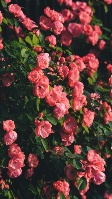 Pink Rose Bush Wallpaper
