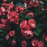 Vibrant Pink Roses Bush