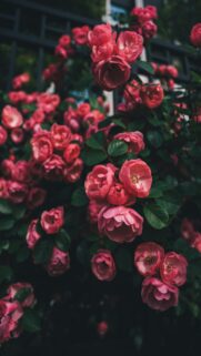 Vibrant Pink Roses Bush