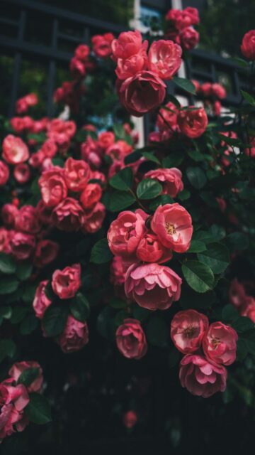 Vibrant Pink Roses Bush