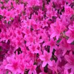 Pink Azalea Blooms Mobile Wallpaper