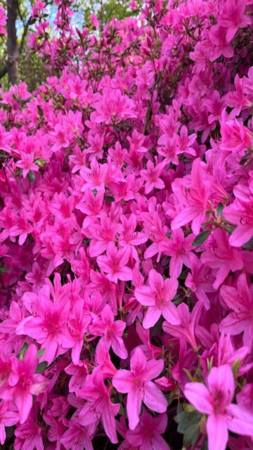 Pink Azalea Blooms Mobile Wallpaper