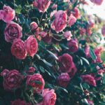 pink-roses-mobile-wallpaper