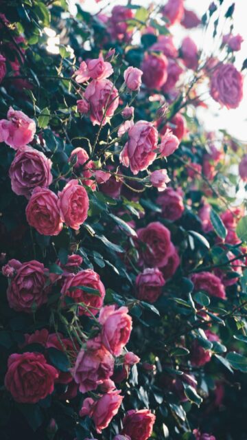 pink-roses-mobile-wallpaper