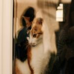 calico-cat-outside-window-morning
