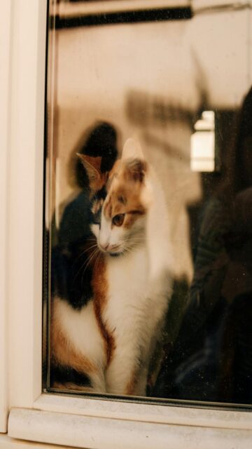 calico-cat-outside-window-morning