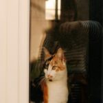 Calico Cat Sits By Window