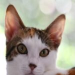 Calico Cat With Green Eyes