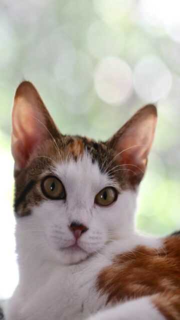 Calico Cat With Green Eyes