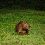 Nighttime Capybara Landscape Wallpaper