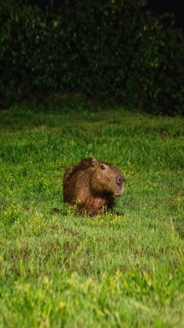 Nighttime Capybara Landscape Wallpaper