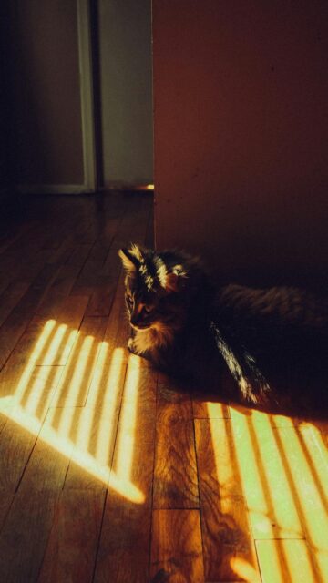 Cozy Cat Moment