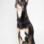 chihuahua-watches-butterfly