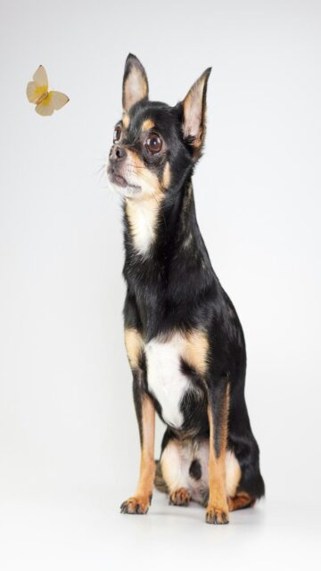 chihuahua-watches-butterfly
