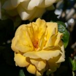 Vibrant Yellow Rose Wallpaper