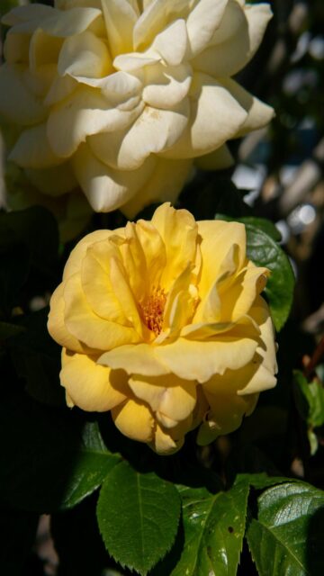 Vibrant Yellow Rose Wallpaper
