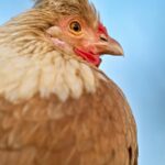 fluffy-chicken-blue-sky-mobile-wallpaper