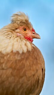 fluffy-chicken-blue-sky-mobile-wallpaper