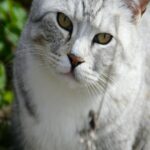 Gray Tabby Cat with Green Eyes Close Up
