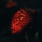 Red Bloom in Darkness
