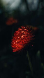Red Bloom in Darkness