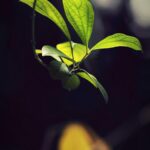 Green Serenity - Nature Mobile Wallpaper