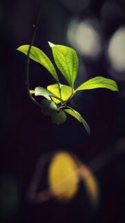 Green Serenity – Nature Mobile Wallpaper