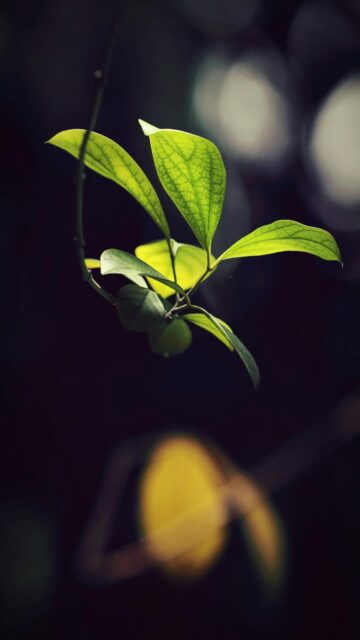 Green Serenity - Nature Mobile Wallpaper