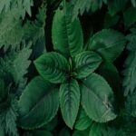 Lush Green Leaves with Intricate Patterns