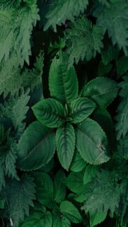 Lush Green Leaves with Intricate Patterns