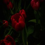 Dark Red Tulips Black Background Mobile Wallpaper