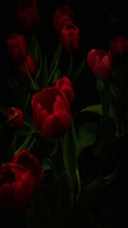 Dark Red Tulips Black Background Mobile Wallpaper
