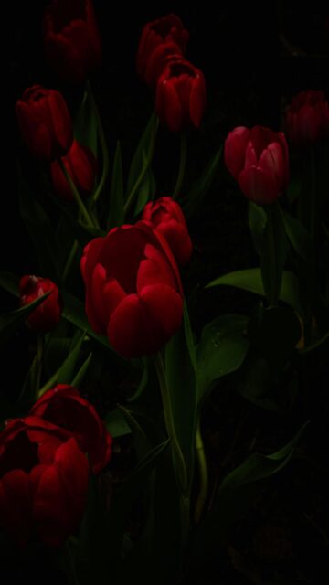 Dark Red Tulips Black Background Mobile Wallpaper