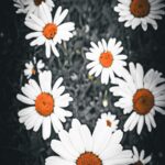 delicate-white-daisies-with-orange-centers-for-mobile-wallpaper
