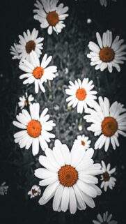 delicate-white-daisies-with-orange-centers-for-mobile-wallpaper