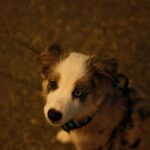 Adorable Puppy with Unique Eyes - Mobile Wallpaper