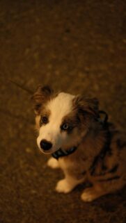 Adorable Puppy with Unique Eyes – Mobile Wallpaper