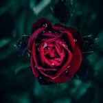 Dark Red Rose with Water Droplets Mobile Wallpaper